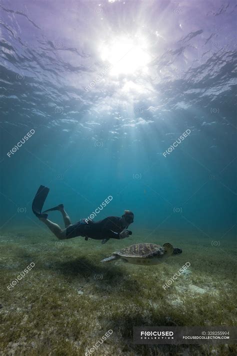 Free diver swimming underwater with turtle in ocean — hobby, zoology - Stock Photo | #328255994