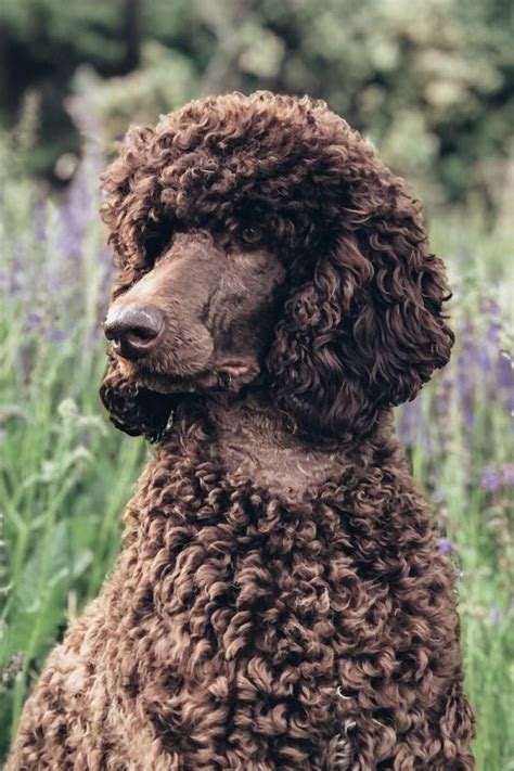 Brown Poodle Guide - Everything You Need To Know! | PupTraveller