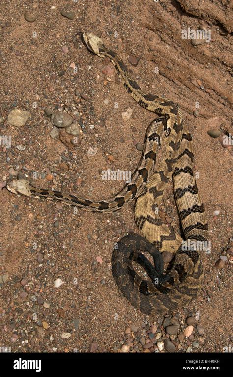 Timber Rattlesnakes (Crotalus horridus) have range from New Hampshire south to Texas Stock Photo ...