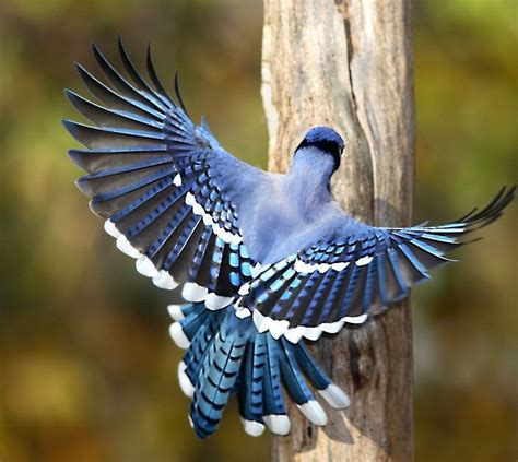 Top 20 Most Beautiful Colorful Birds in The World | Pouted.com