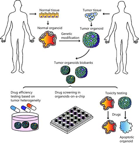 Organoids in cancer research and personalized medicine. Tumor organoid ...