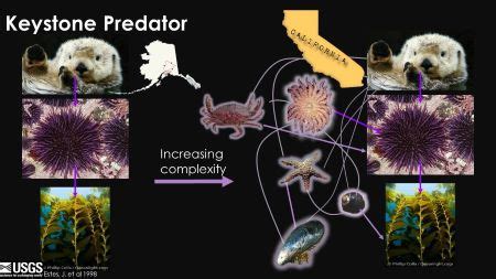 Sea Otter Conservation Workshop: Highlights