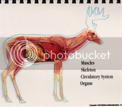 Anatomy Of A Whitetail Deer Photo by dbltree | Photobucket