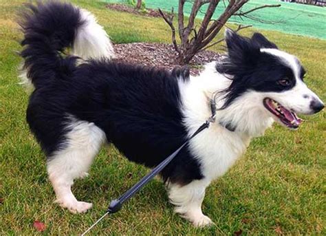 Introducing The Borgi: An Adorable, Loving Border Collie Corgi Mix