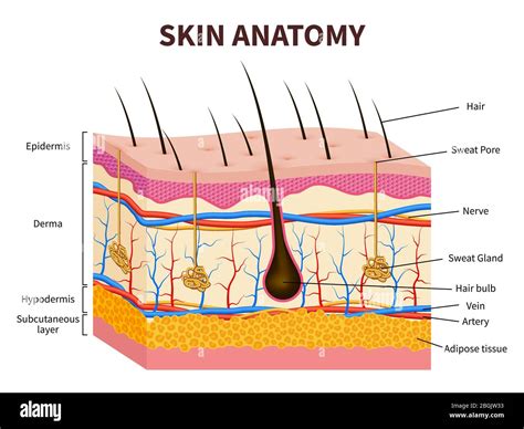 Subcutaneous Layer Hypodermis