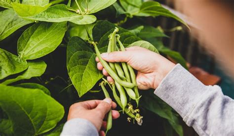 When To Plant Bush Beans? - Seasonal Cornucopia