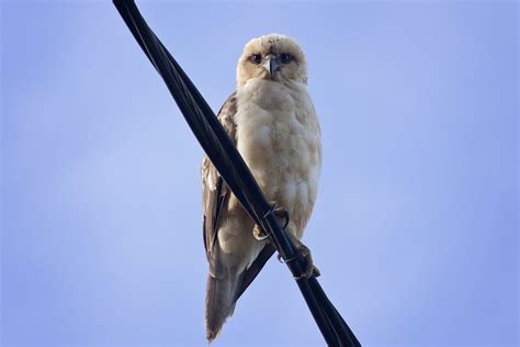 Hawaiian Endangered Animals | Go Tours Hawaii