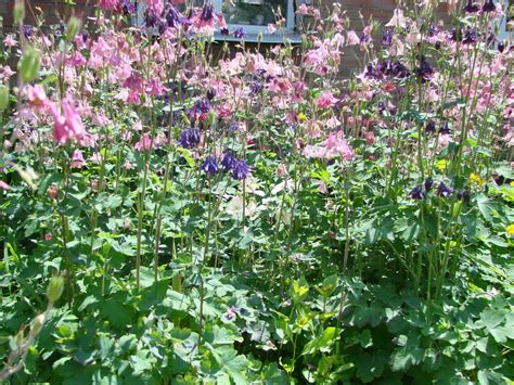 Columbine Seeds: How to Plant and Grow This Perennial Beauty - A-Z Animals