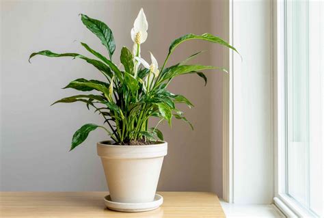 8 Surprising Benefits of Owning a Peace Lily Plant