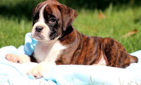 🔥 [50+] Boxer Puppies Desktop Wallpapers | WallpaperSafari