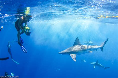 Hawaii’s Most Common Sharks | Hawaii Eco Divers & Surf Adventures