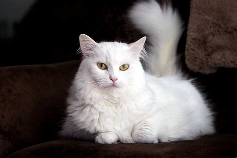 How Much Does a Turkish Angora Cat Cost in 2024? (Price Guide) | Hepper