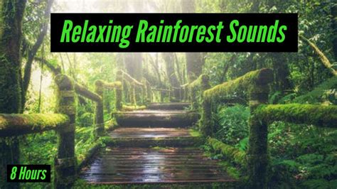 Australian Rainforest Sounds // Jungle Noise, Deep Relaxation and Sleep - YouTube