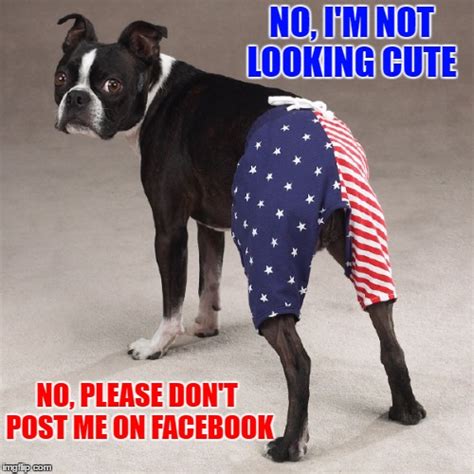 dog wearing pants Memes & GIFs - Imgflip