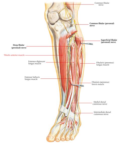 Tibialis Anterior – Earth's Lab