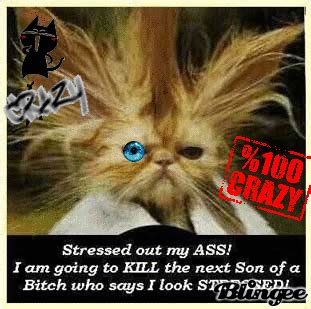 stressed cat Picture #98814566 | Blingee.com