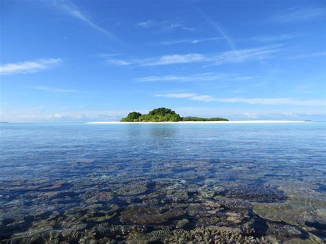 New study shows parrotfish are critical to coral reef island building