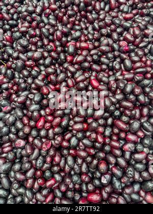 Fruit of Syzygium cumini, commonly known Malabar plum, Java plum, black plum, jamblang, juwet ...