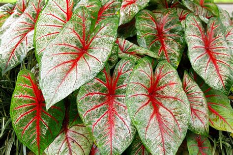 How to Grow Elephant Ears - Care Tips for Elephant Ear Plants | Garden Design