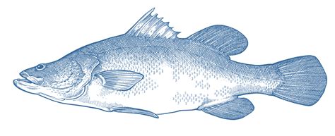 Nile Perch - GoodFish Australia's Sustainable Seafood Guide