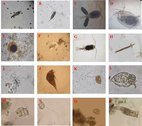 Freshwater Zooplankton Identification Guide