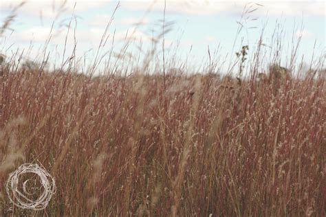 The Value of Prairie Grass – Gatherhaus