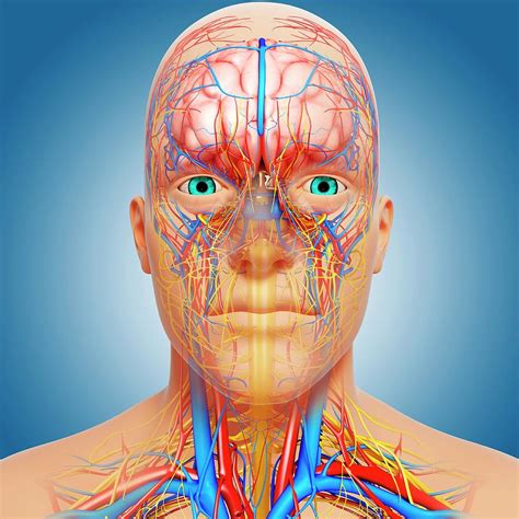 Head Anatomy Photograph by Pixologicstudio/science Photo Library - Fine Art America