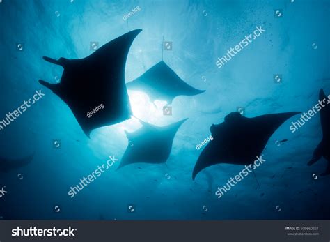 Silhouette Manta Ray Stock Photo 505660261 | Shutterstock