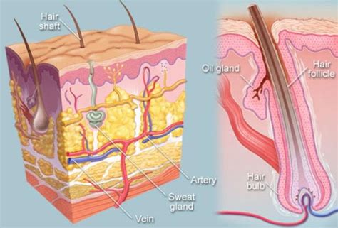 Hair Anatomy, follicles and Classification | DHI International