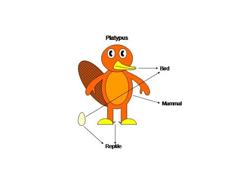 Platypus Anatomy by platypus12 on DeviantArt