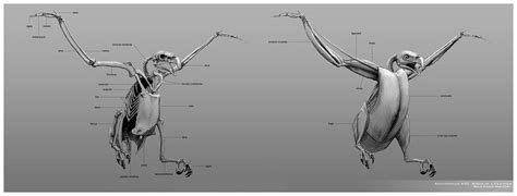 Eagle Leg Anatomy