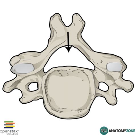 Vertebral Foramen • Musculoskeletal, Skeletal • AnatomyZone