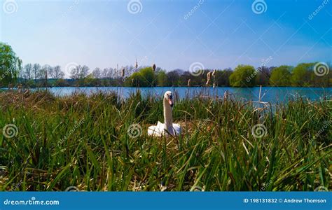 Nesting Mute Swan on Large Reed Nest Stock Photo - Image of black, ducks: 198131832