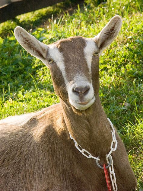 Domestic Nubian Dairy Goat Photograph by Bonnie Sue Rauch