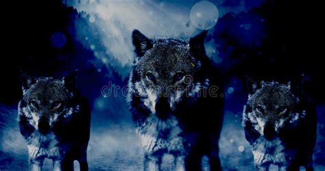 Pack of Wolf Full Moon Night Illustration Stock Image - Image of person ...