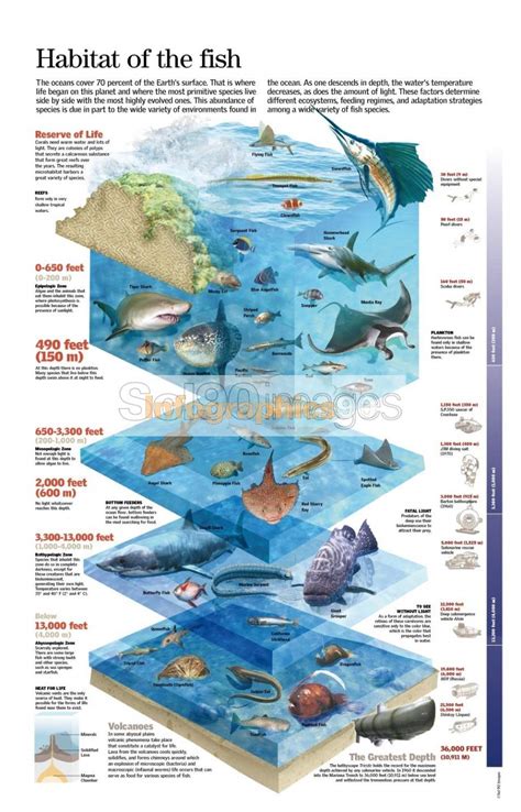 Infographics Habitat Of The Fish | Infographics90