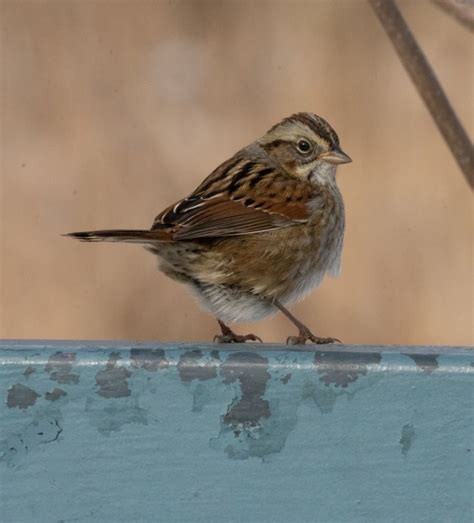 Identification of 11 Sparrow Species: a Photographic Guide | Miles Hearn