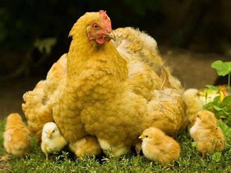 Wallpapers Download: Hen with Chicks Wallpapers | Hens Wallpapers