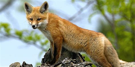 Red Fox | National Wildlife Federation