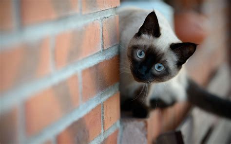 Siamese Cat Wallpapers - Wallpaper Cave