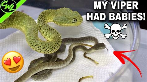 MY BUSH VIPER HAD BABIES!!! - YouTube