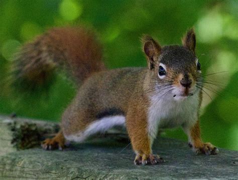 Wildlife Spotlight: American Red Squirrel - Credit Valley Conservation