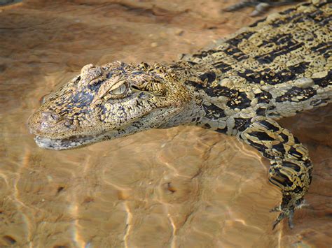 Broad-snouted Caiman | Alexandria Zoo