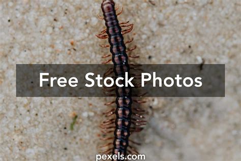 Millipede Anatomy Photos, Download The BEST Free Millipede Anatomy Stock Photos & HD Images