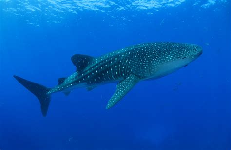 Sea Wonder: Whale Shark | National Marine Sanctuary Foundation