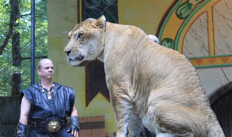 Weights of Ligers, Lions and Tigers