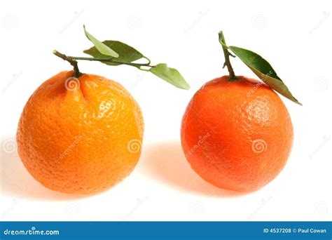 Difference between tangerine and mandarin and clementine - garmetro