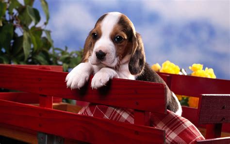 Beagle Puppy Pictures and Information | Puppy Pictures and Information