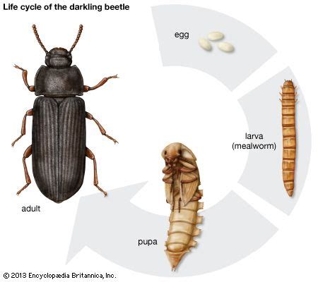 Ground Beetle Life Cycle