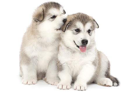 Alaskan Malamute Puppies For Sale In Arkansas